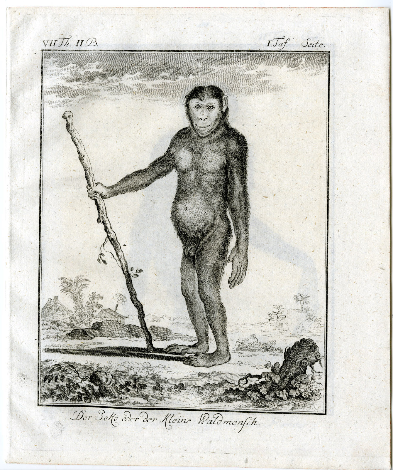 , Antique Print-CHIMPANZEE-APE-PAN TROGLODYTES-PL. 1-Buffon-1772, Pictura Antique Prints