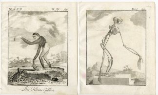 5 Antique Prints-SMALL GIBBON-APE-ANATOMY-PL. 3-6-Buffon-1772