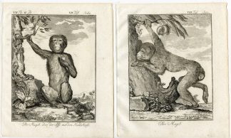 6 Antique Prints-BARBARY MACAQUE-APE-MACACA SYLVANUS-MAGOT-PL. 7-12-Buffon-1772