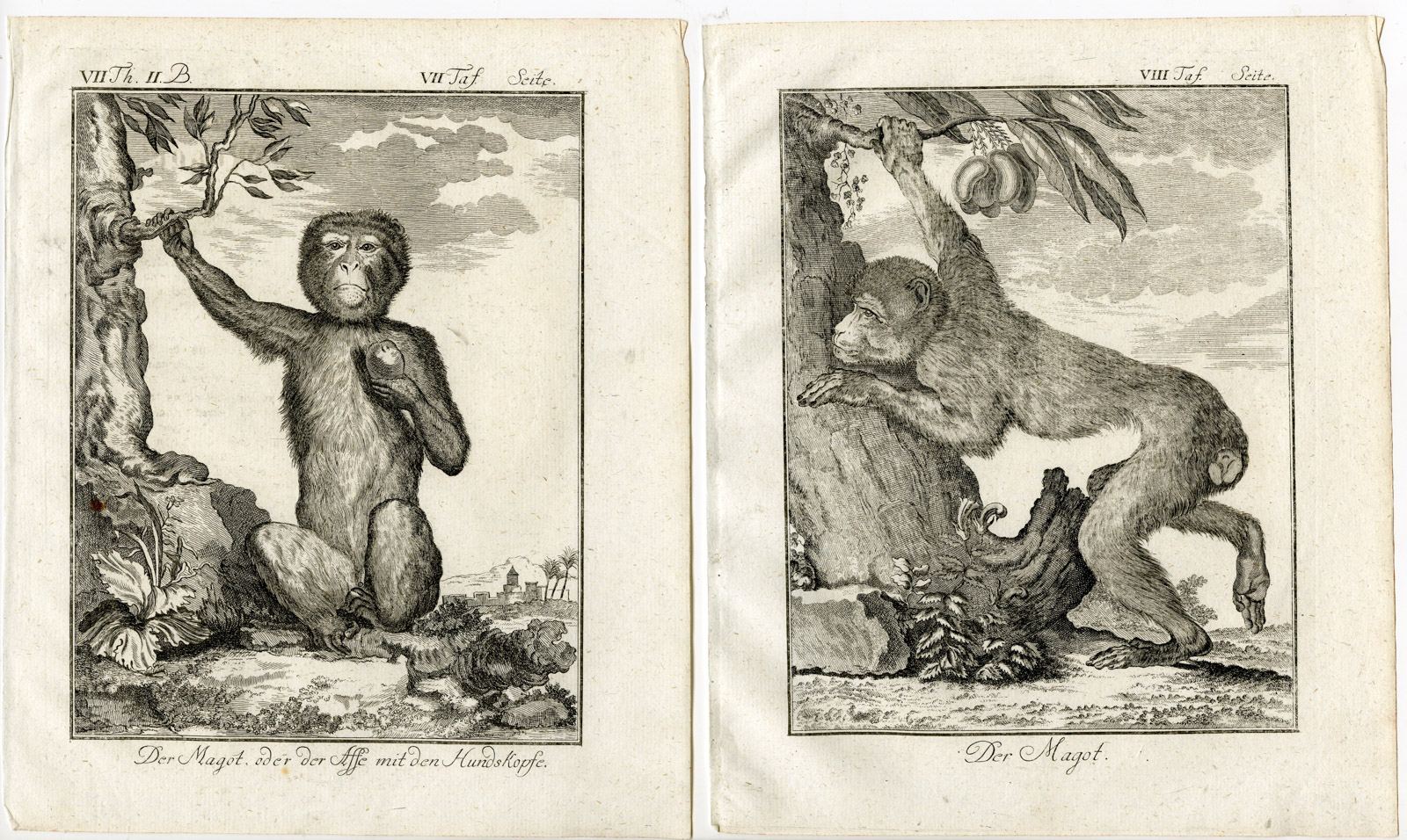 , 6 Antique Prints-BARBARY MACAQUE-APE-MACACA SYLVANUS-MAGOT-PL. 7-12-Buffon-1772, Pictura Antique Prints