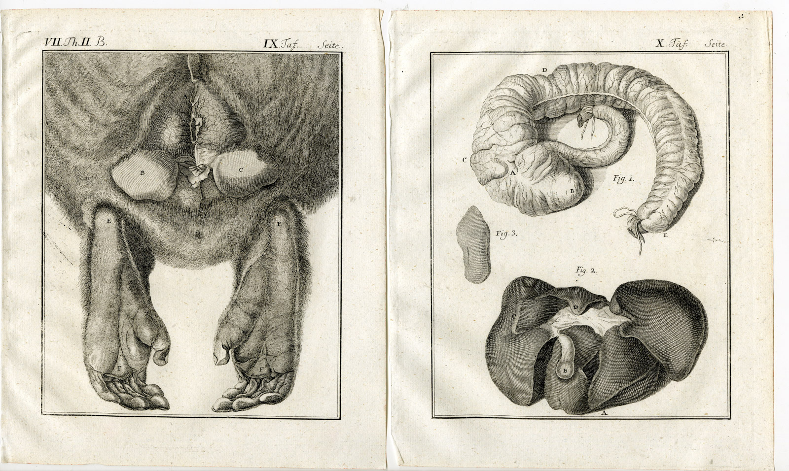 , 6 Antique Prints-BARBARY MACAQUE-APE-MACACA SYLVANUS-MAGOT-PL. 7-12-Buffon-1772, Pictura Antique Prints