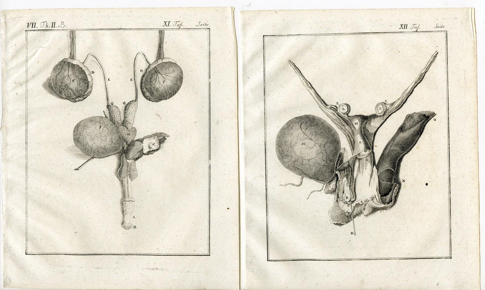 , 6 Antique Prints-BARBARY MACAQUE-APE-MACACA SYLVANUS-MAGOT-PL. 7-12-Buffon-1772, Pictura Antique Prints