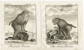 3 Antique Prints-BABOON-APE-BAVIAN-SKELETON-PL. 13-15-Buffon-1772