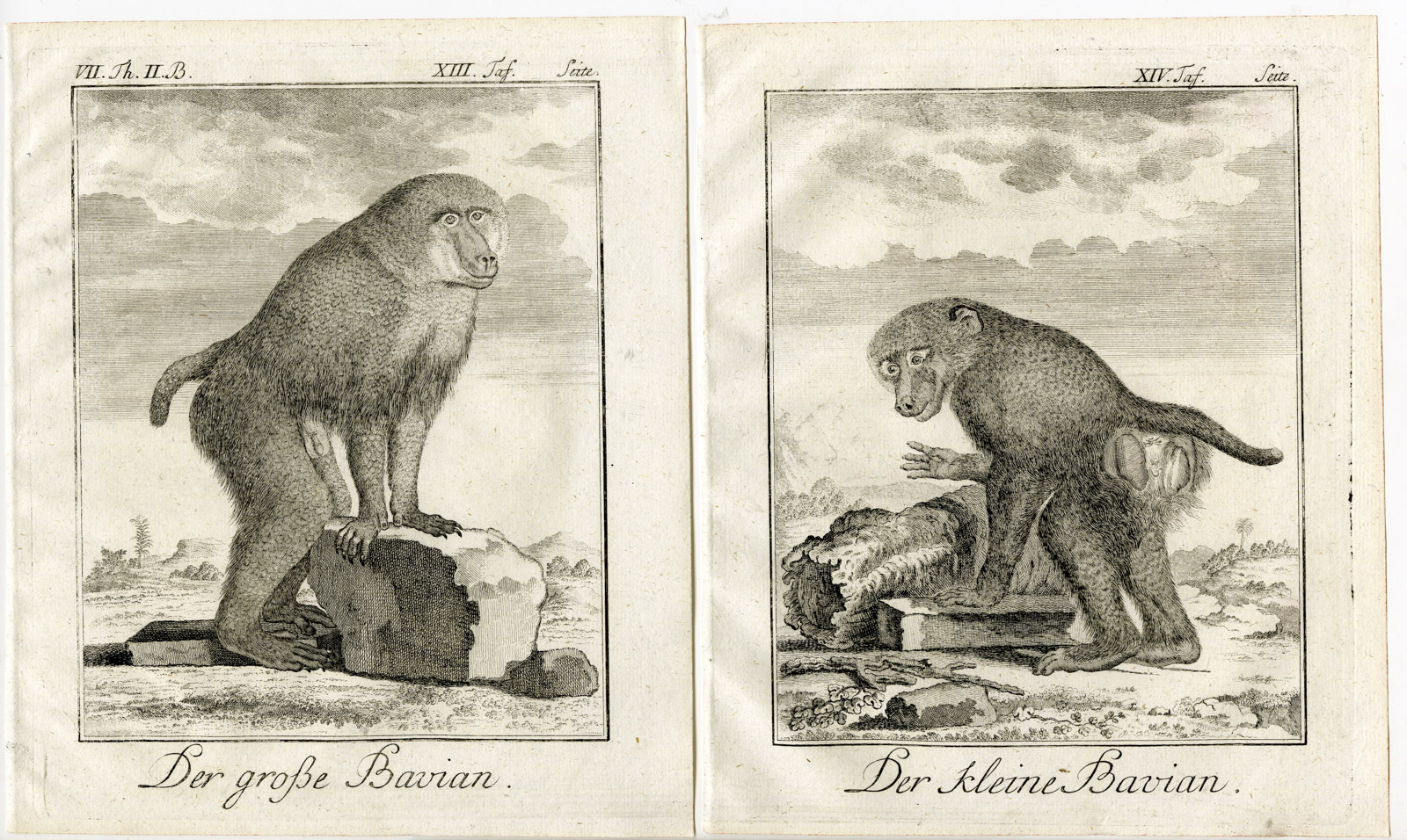 , 3 Antique Prints-BABOON-APE-BAVIAN-SKELETON-PL. 13-15-Buffon-1772, Pictura Antique Prints