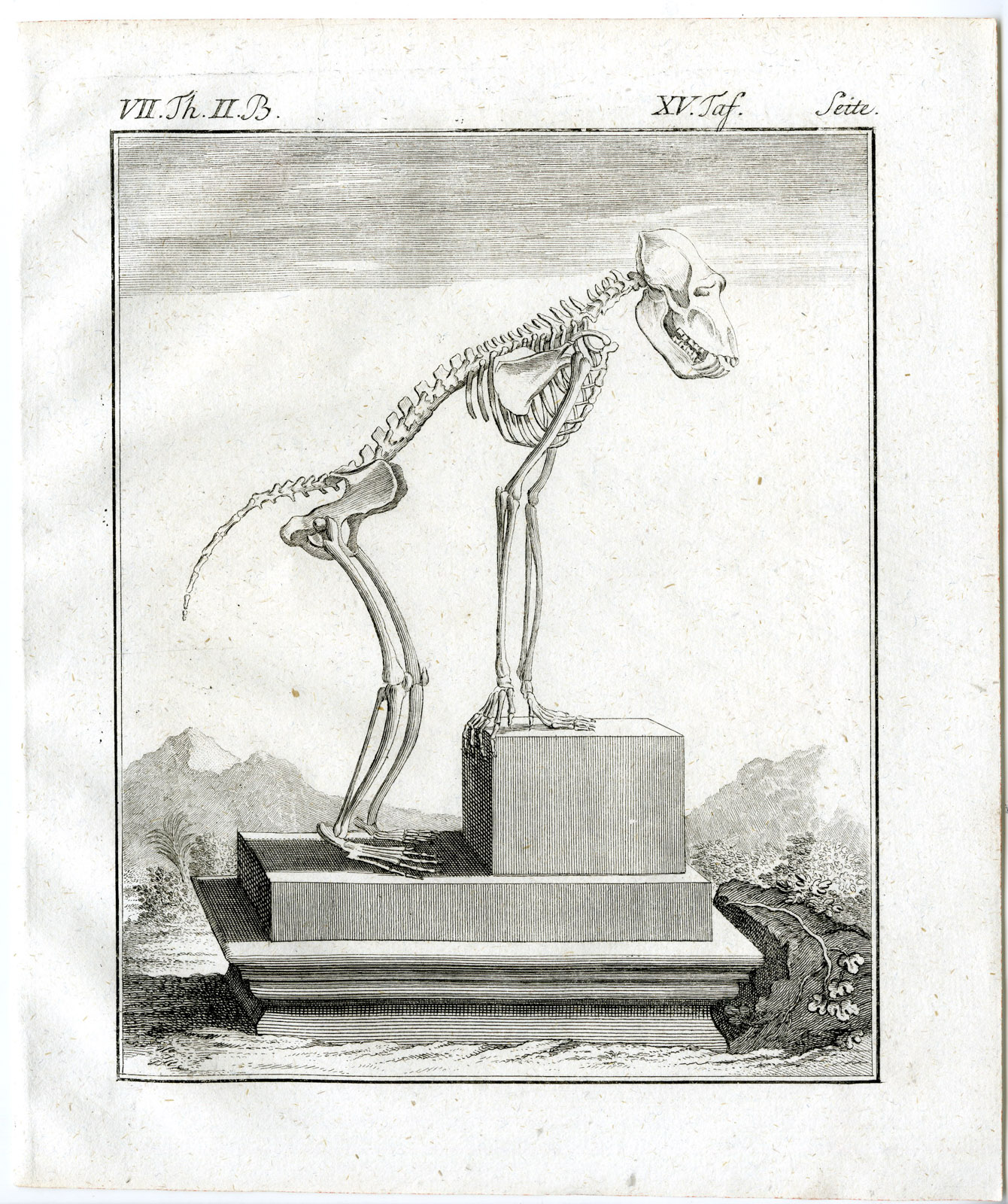 , 3 Antique Prints-BABOON-APE-BAVIAN-SKELETON-PL. 13-15-Buffon-1772, Pictura Antique Prints