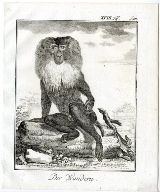 Antique Print-LION TAILED MACAQUE-WANDEROO-PL. 18-Buffon-1772