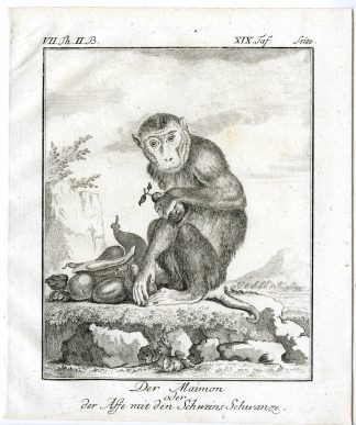 Antique Print-SOUTHERN PIG TAILED MACAQUE-SUNDALAND-PL. 19-Buffon-1772