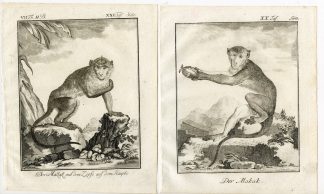5 Antique Prints-MAKAK-MACAQUE-MONKEY-APE-ANATOMY-PL. 20-24-Buffon-1772