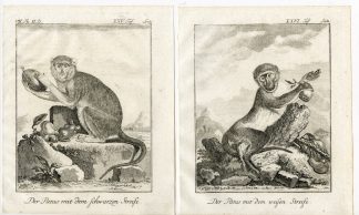 5 Antique Prints-COMMON PATAS-MONKEY-WADI-HUSSAR-ANATOMY-PL. 25-28-Buffon-1772