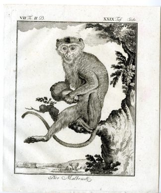 Antique Print-MALBRUCK-MONKEY-PL. 29-Buffon-1772