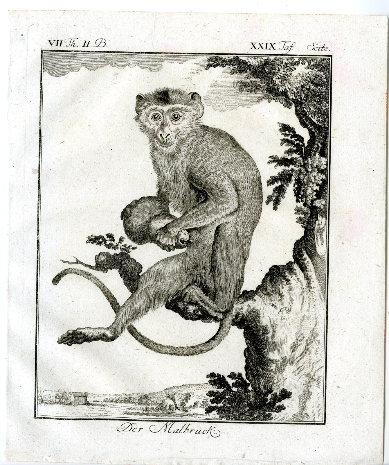 , Antique Print-MALBRUCK-MONKEY-PL. 29-Buffon-1772, Pictura Antique Prints