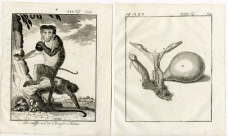 2 Antique Prints-DER AFFE MIT DER CHINEZER MUTZE-MONKEY-PL. 30-31-Buffon-1772