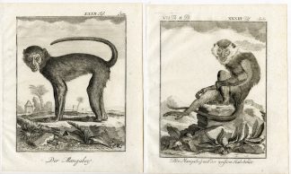 4 Antique Prints-SOOTY MANGABEY-CERCOCEBUS ATYS-MONKEY-PL. 32-35-Buffon-1772