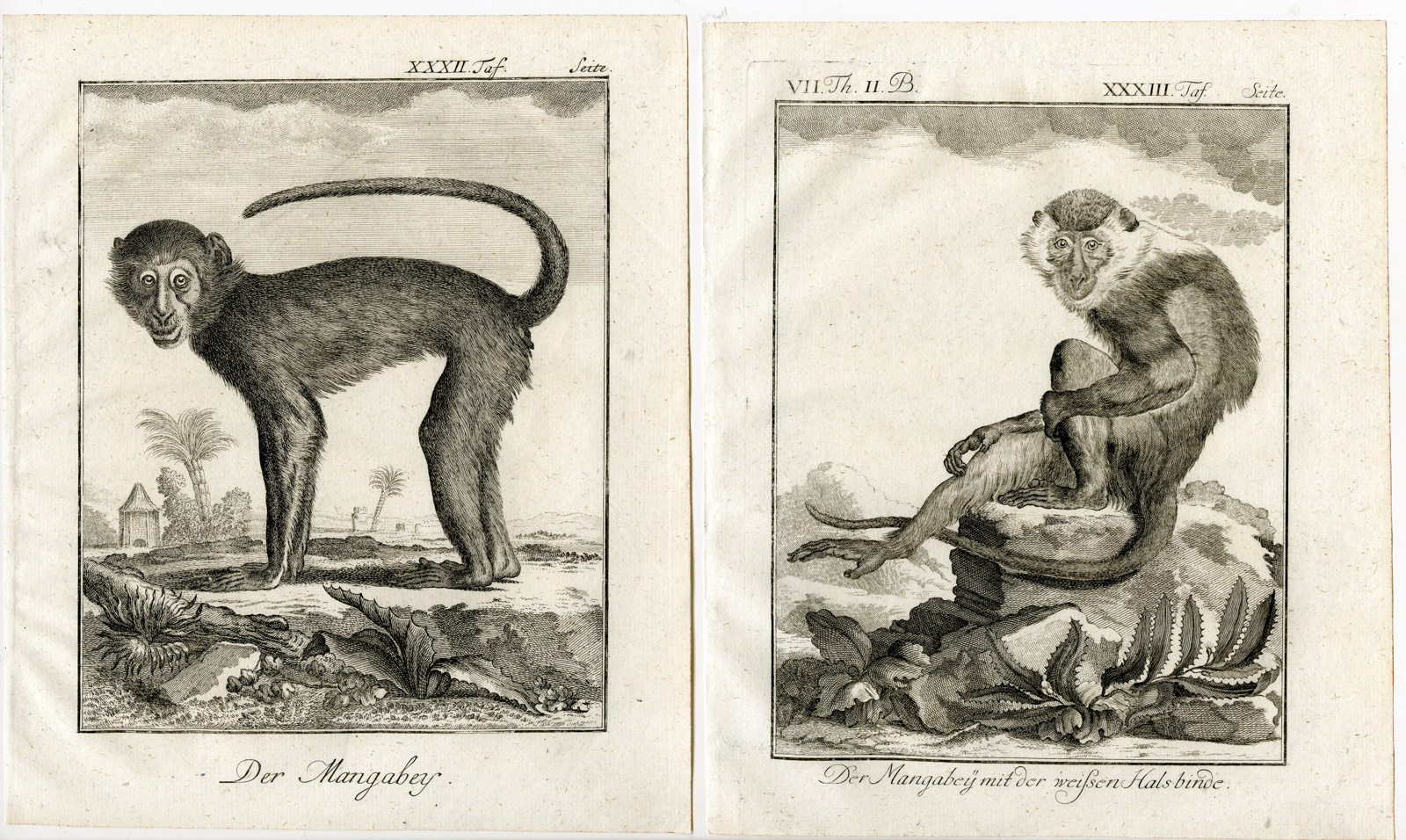 , 4 Antique Prints-SOOTY MANGABEY-CERCOCEBUS ATYS-MONKEY-PL. 32-35-Buffon-1772, Pictura Antique Prints