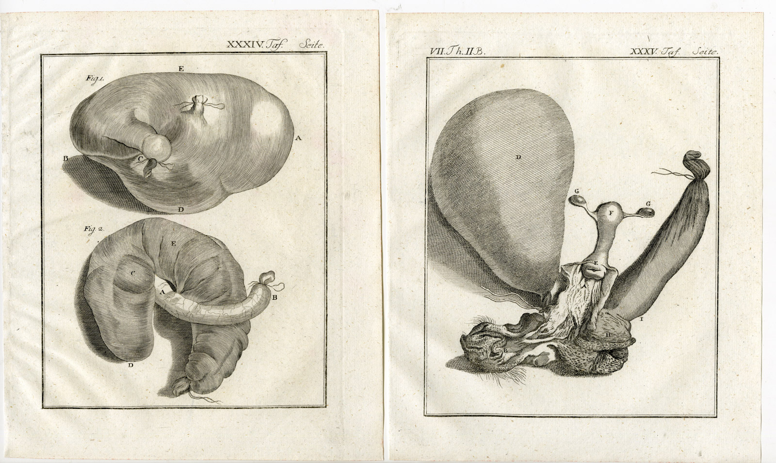, 4 Antique Prints-SOOTY MANGABEY-CERCOCEBUS ATYS-MONKEY-PL. 32-35-Buffon-1772, Pictura Antique Prints