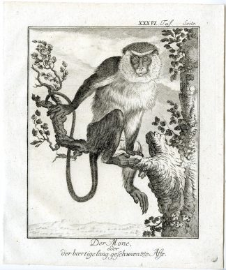 Antique Print-MONA MONKEY-CERCOPITHECUS-PL. 36-Buffon-1772