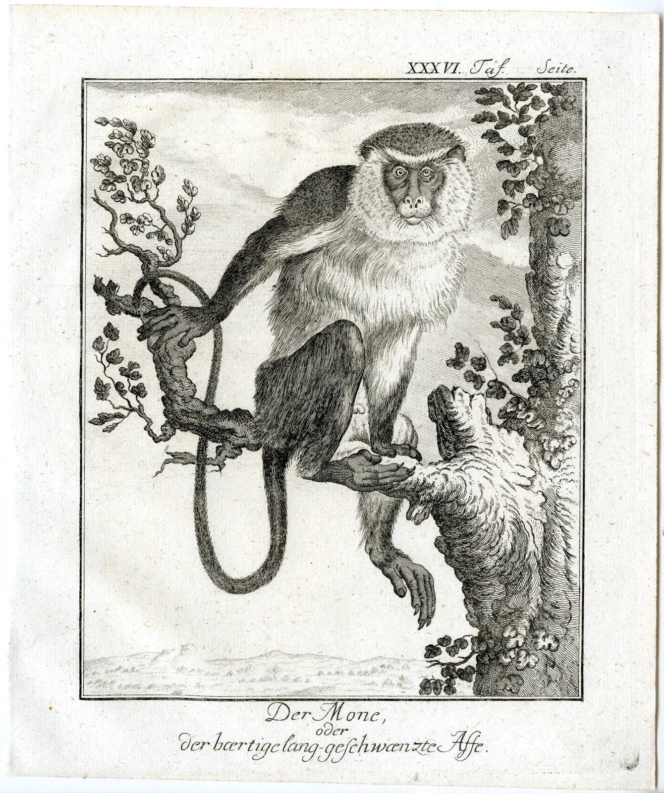 , Antique Print-MONA MONKEY-CERCOPITHECUS-PL. 36-Buffon-1772, Pictura Antique Prints