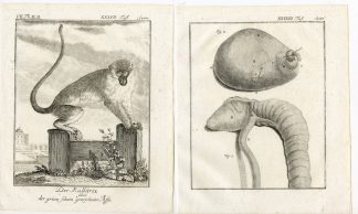 2 Antique Prints-MARMOSET-MONKEY-ANATOMY-PL. 37-38-Buffon-1772