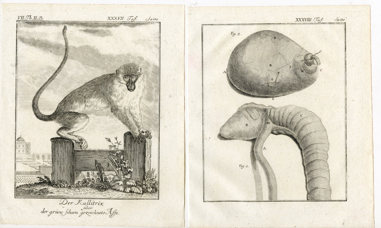 Pco 19896 416x249 2 Antique Prints-MARMOSET-MONKEY-ANATOMY-PL. 37-38-Buffon-1772