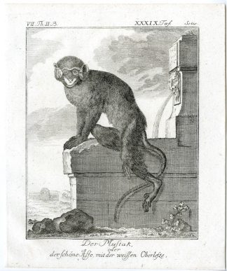 Antique Print-MUSTAK-MONKEY-PRIMATE-PL. 39-Buffon-1772