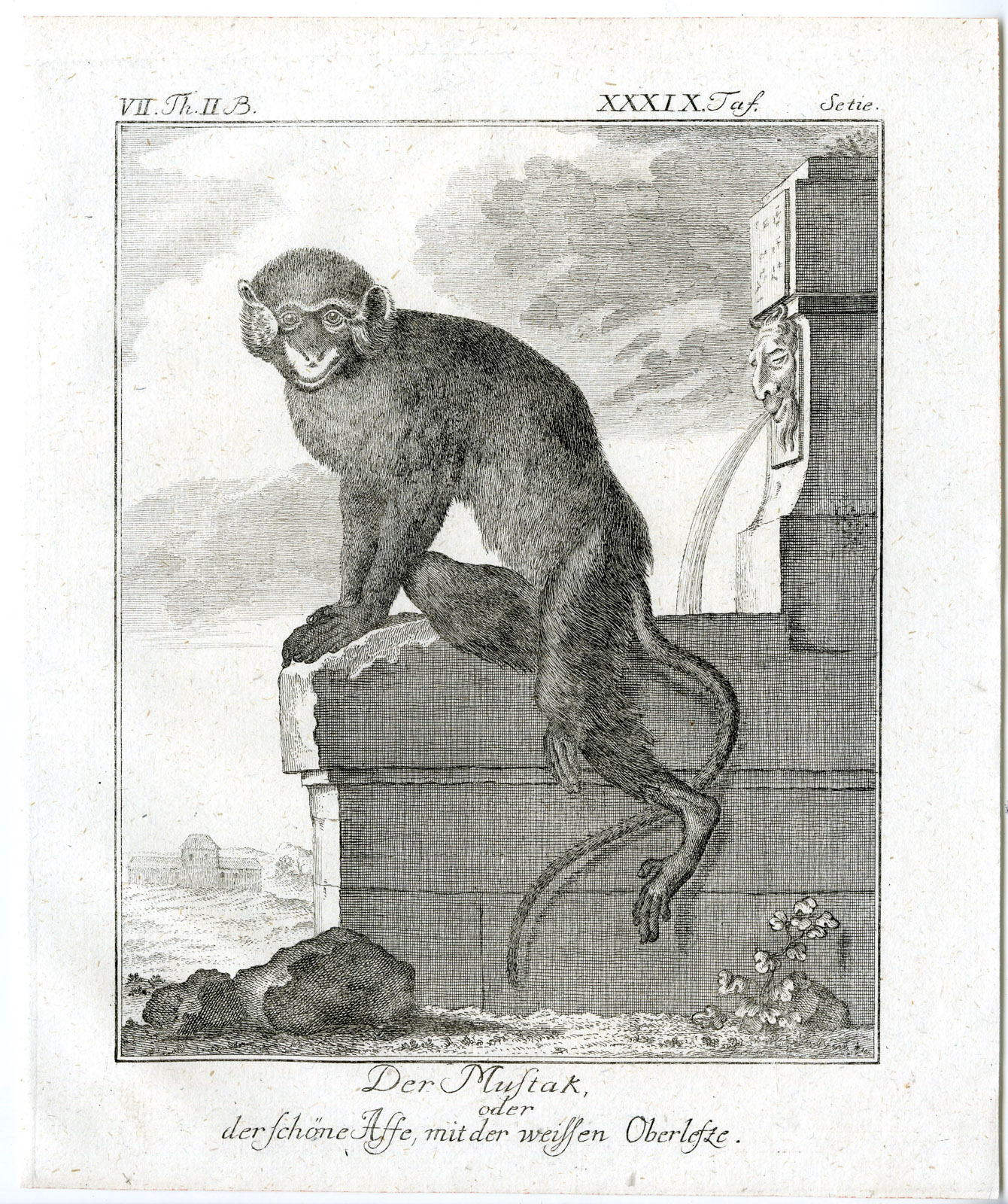 , Antique Print-MUSTAK-MONKEY-PRIMATE-PL. 39-Buffon-1772, Pictura Antique Prints