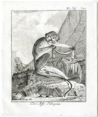Antique Print-TALAPOIN-MONKEY-PRIMATE-PL. 40-Buffon-1772