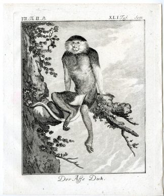Antique Print-DOUC LANGUR-DUK-MONKEY-PRIMATE-PL. 41-Buffon-1772