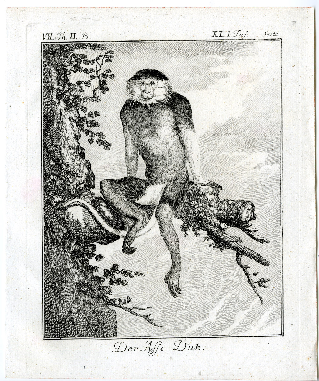, Antique Print-DOUC LANGUR-DUK-MONKEY-PRIMATE-PL. 41-Buffon-1772, Pictura Antique Prints