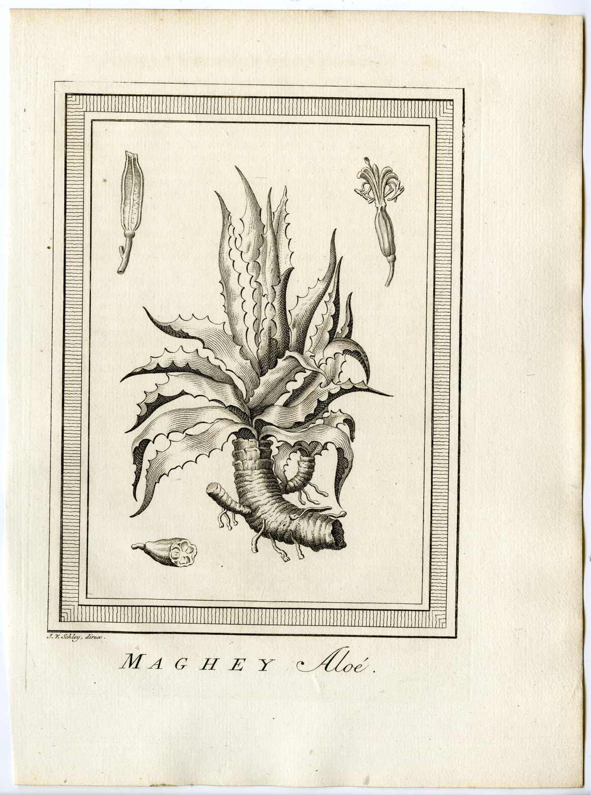 , Antique Print-ALOE VERA-PLANT-Schley-Prevost-1777, Pictura Antique Prints
