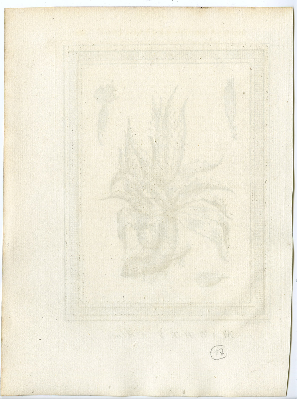 , Antique Print-ALOE VERA-PLANT-Schley-Prevost-1777, Pictura Antique Prints