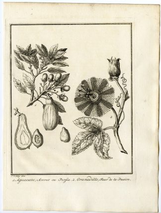 Antique Print-AVOCADO-SWEET GRANADILLA-GRENADIA-FRUIT-Schley-Prevost-1777