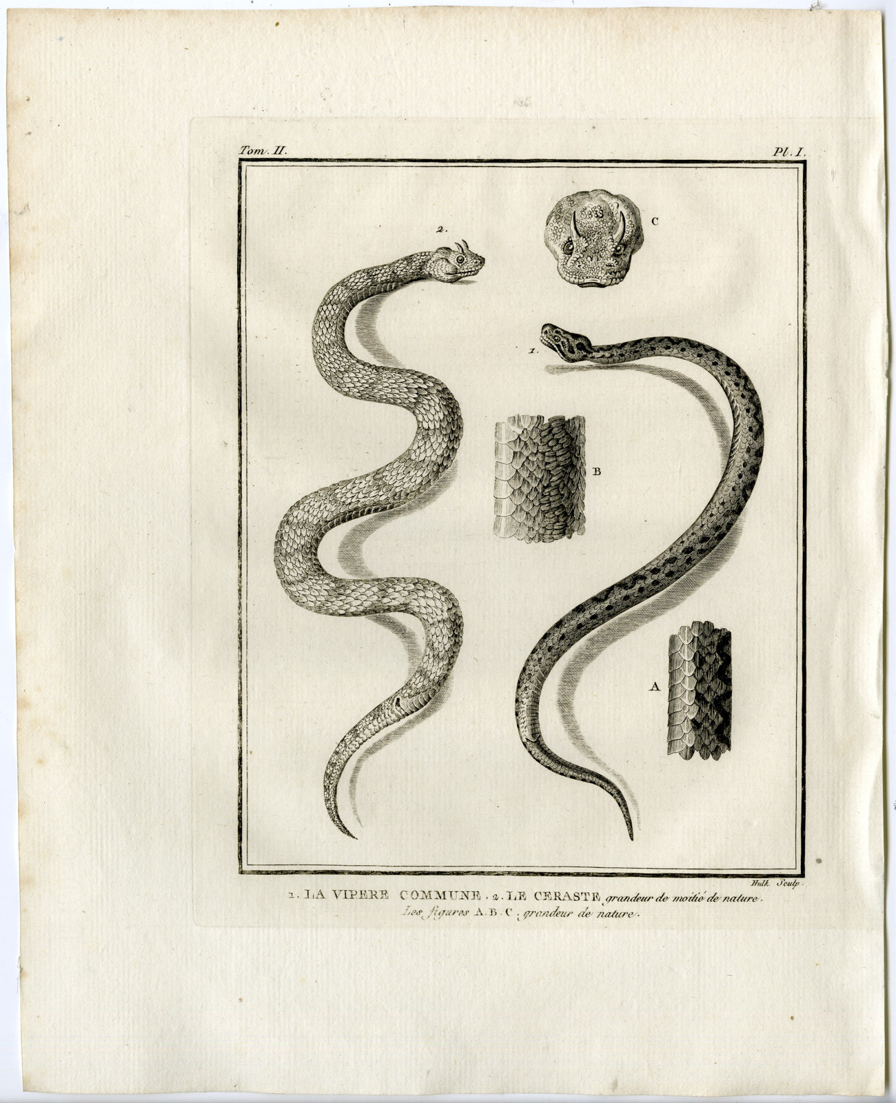 , Snakes-Lacepede-1799, Pictura Antique Prints
