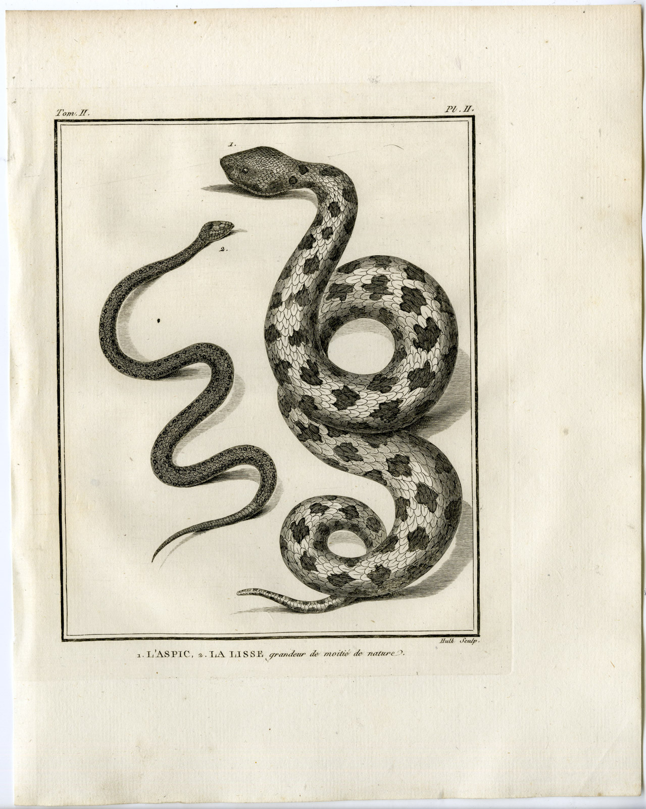 , Snakes-Lacepede-1799, Pictura Antique Prints
