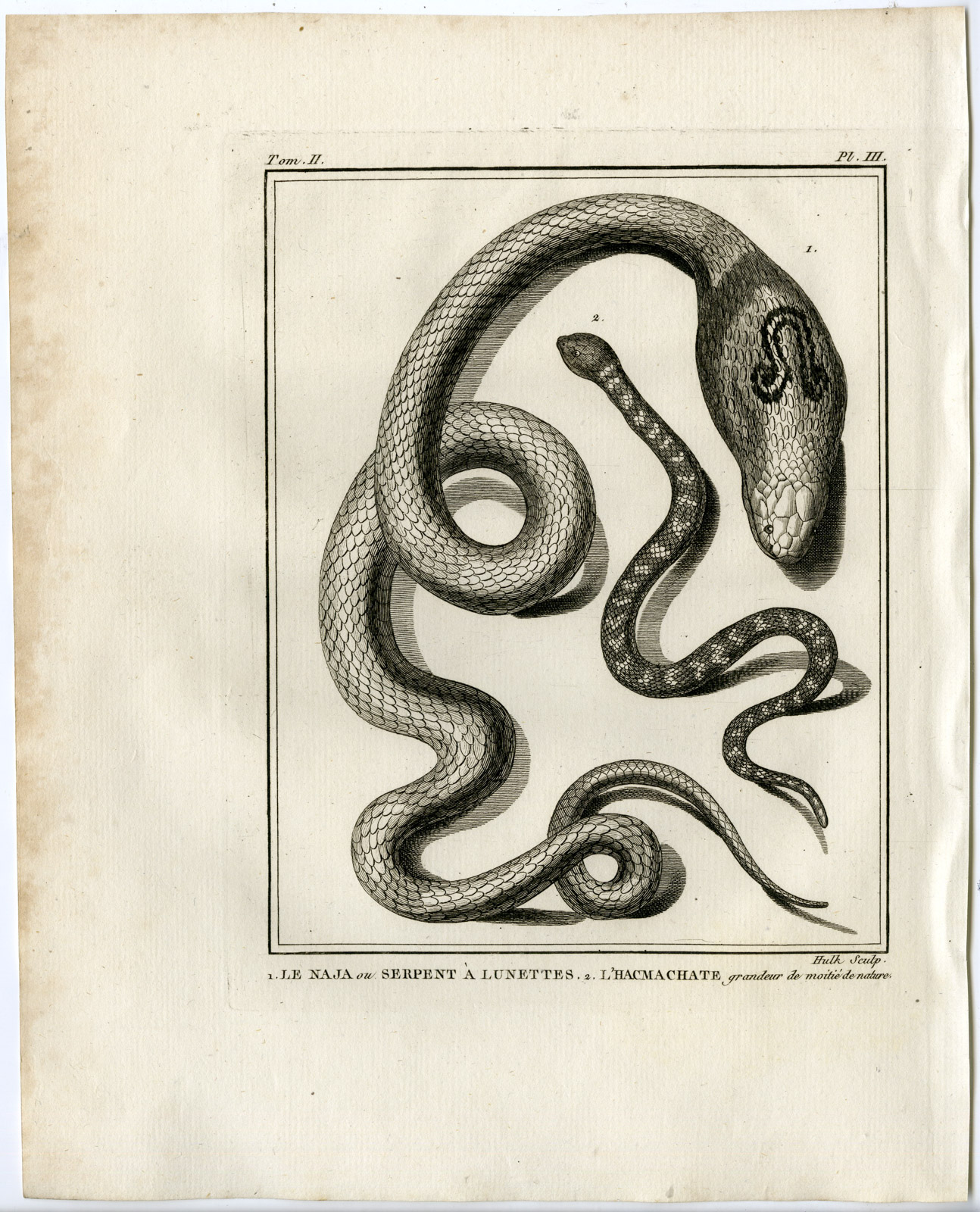 , Snakes-Lacepede-1799, Pictura Antique Prints