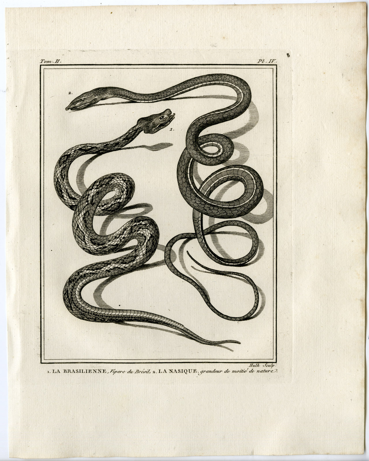 , Snakes-Lacepede-1799, Pictura Antique Prints