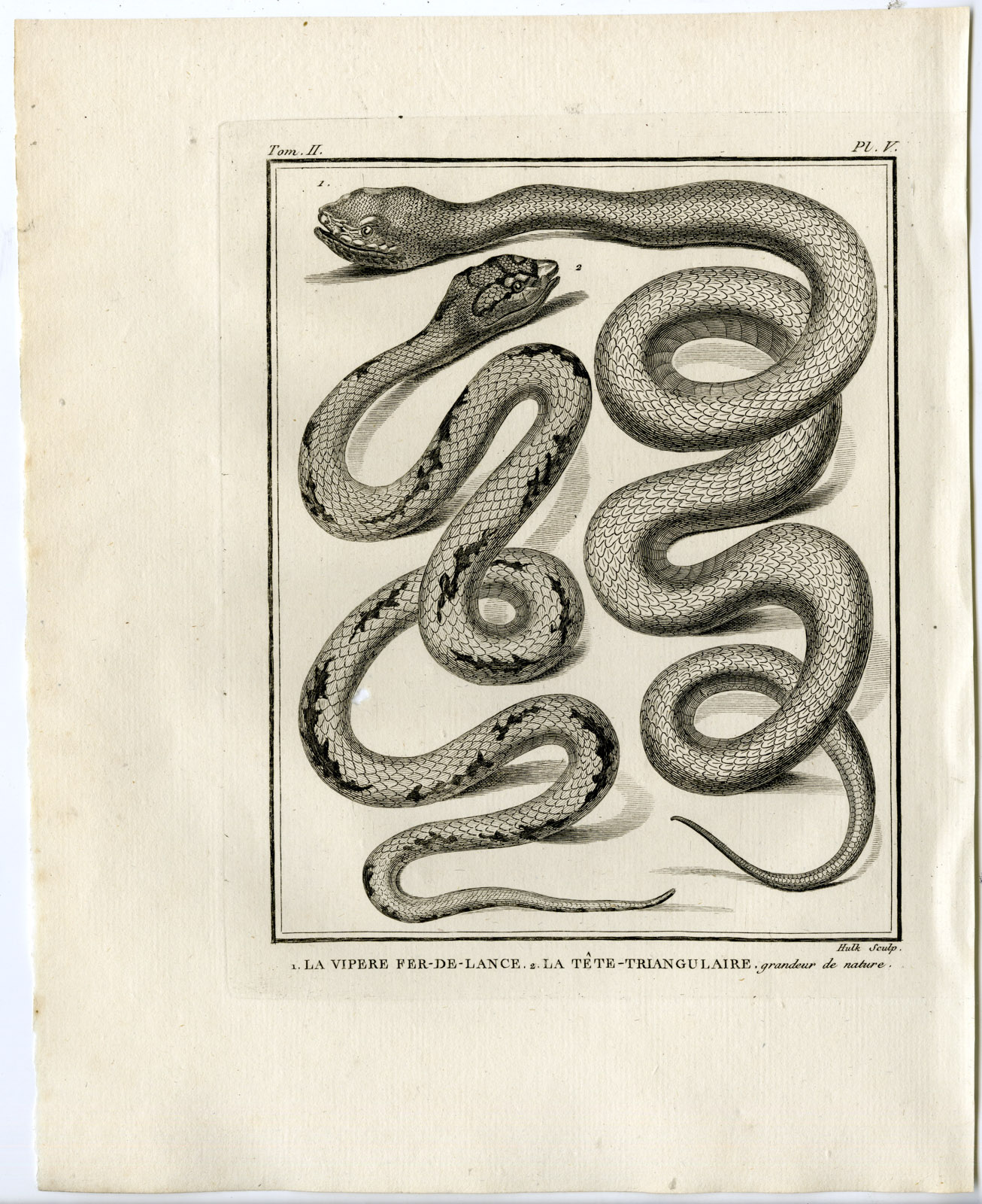 , Snakes-Lacepede-1799, Pictura Antique Prints