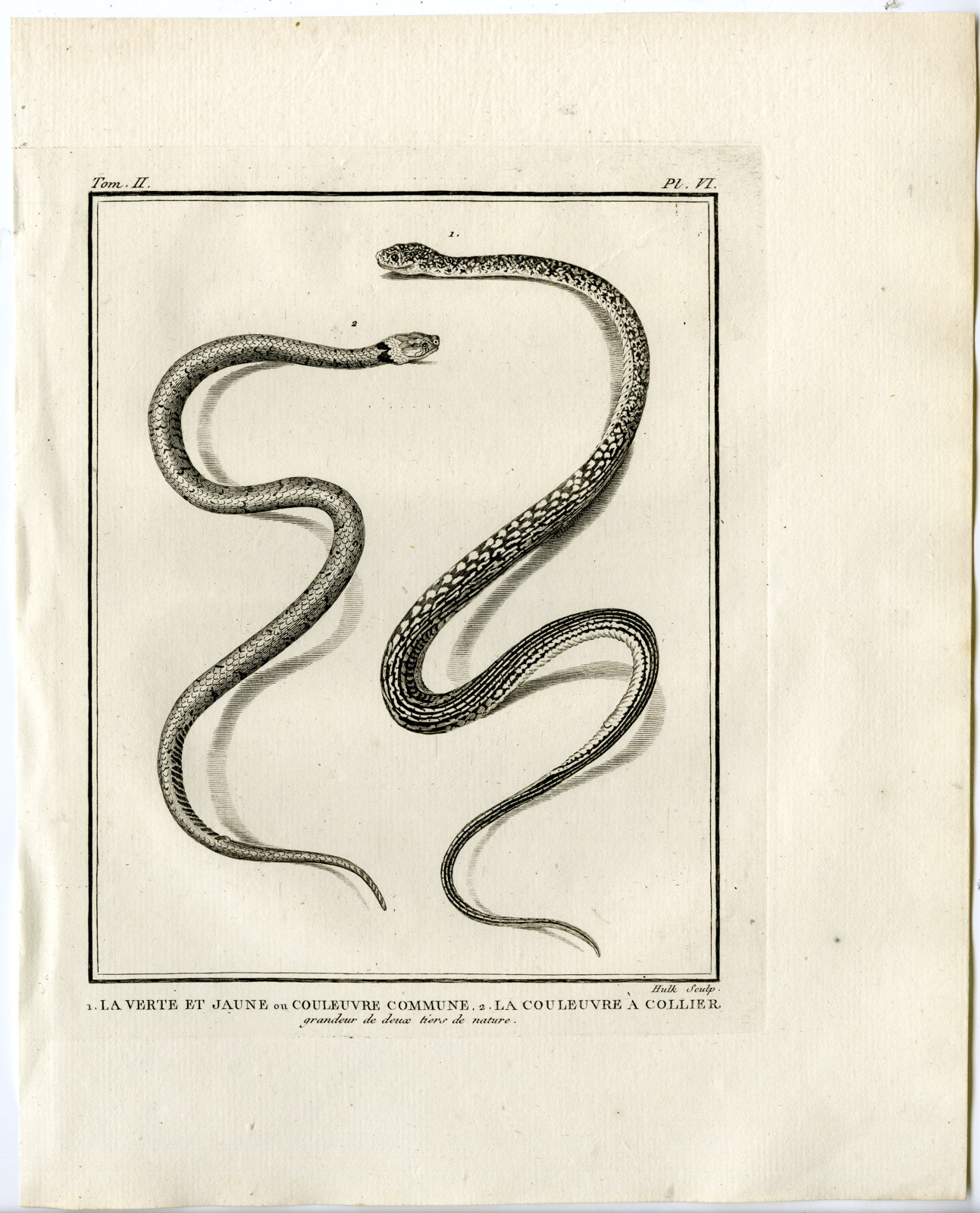 , Snakes-Lacepede-1799, Pictura Antique Prints