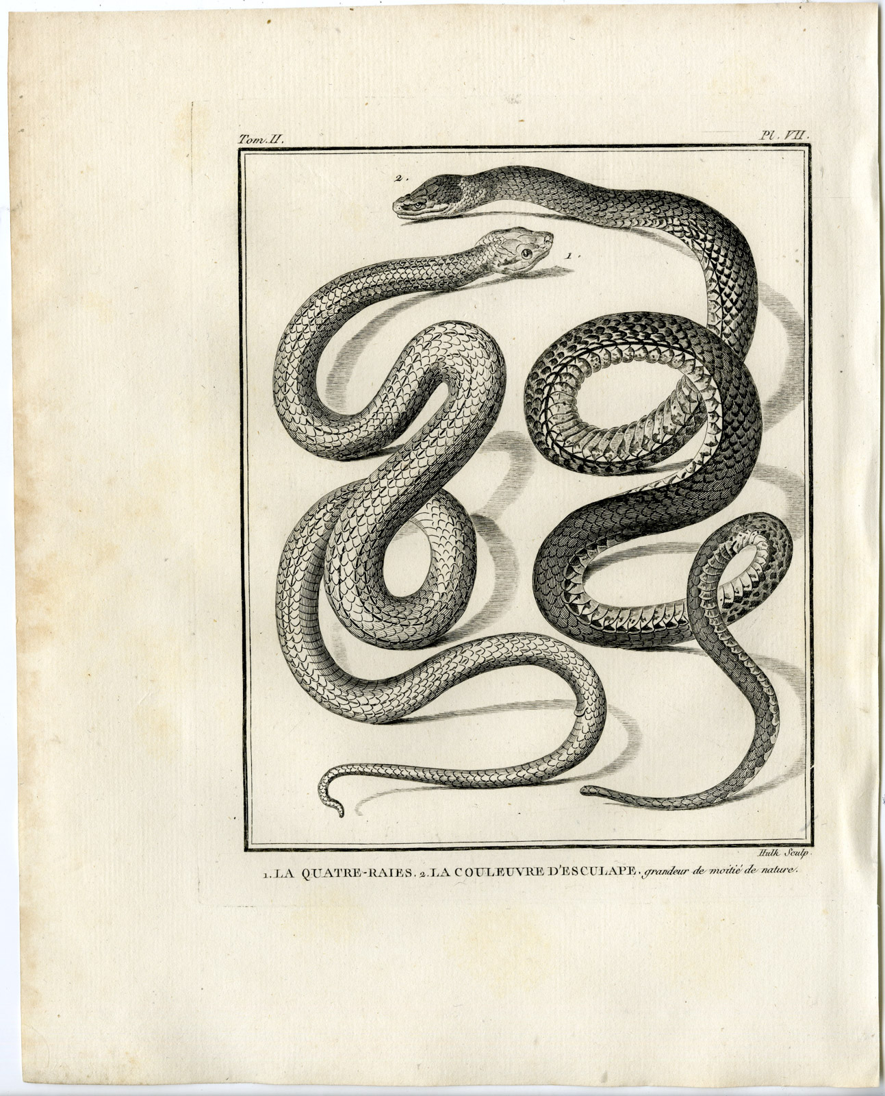 , Snakes-Lacepede-1799, Pictura Antique Prints