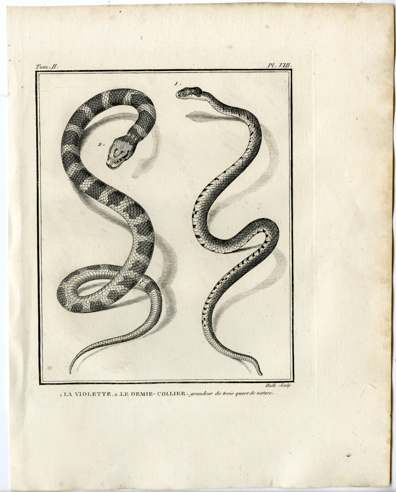 , Snakes-Lacepede-1799, Pictura Antique Prints