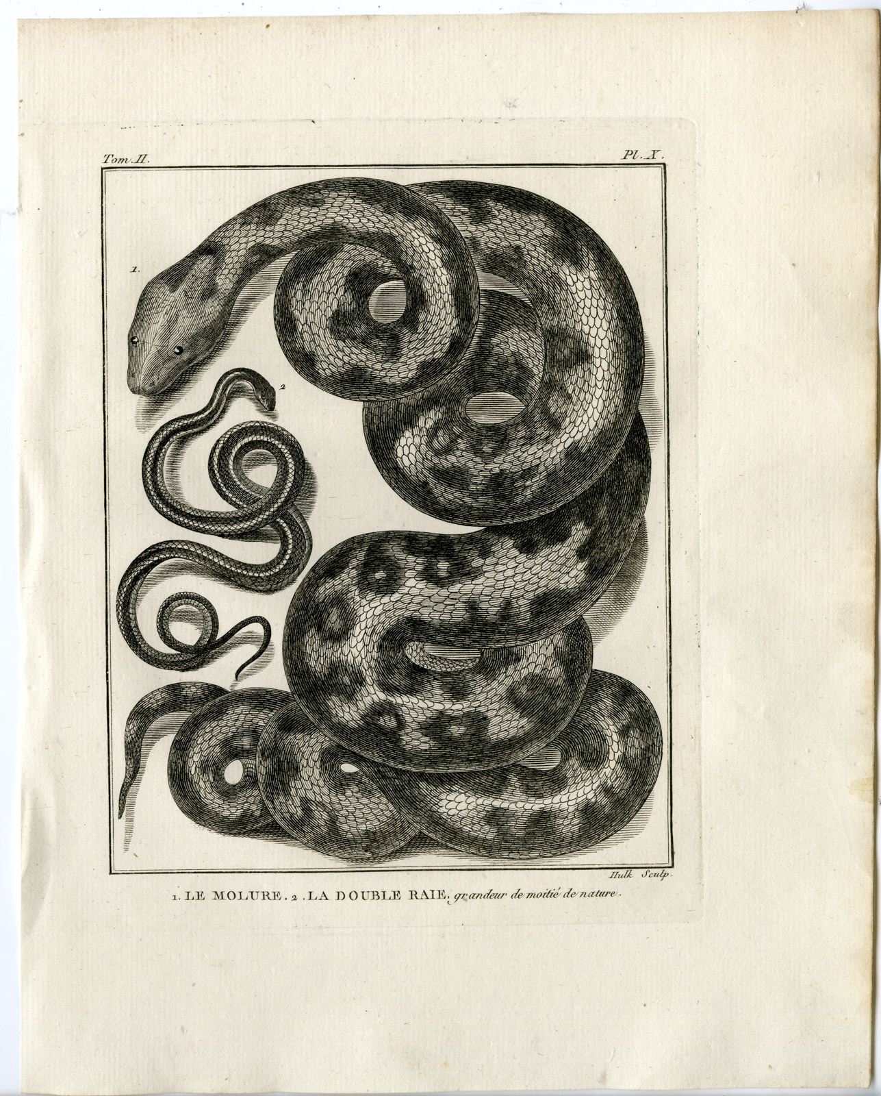 , Snakes-Lacepede-1799, Pictura Antique Prints