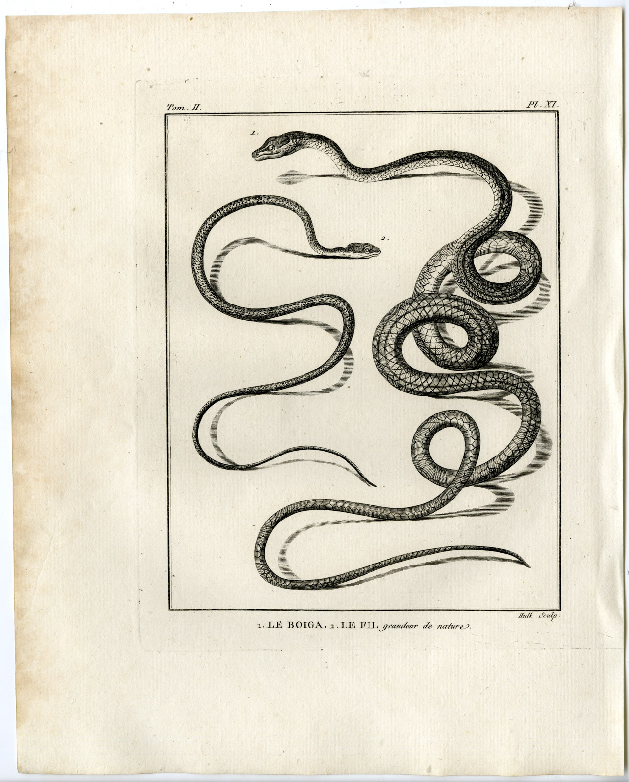 , Snakes-Lacepede-1799, Pictura Antique Prints