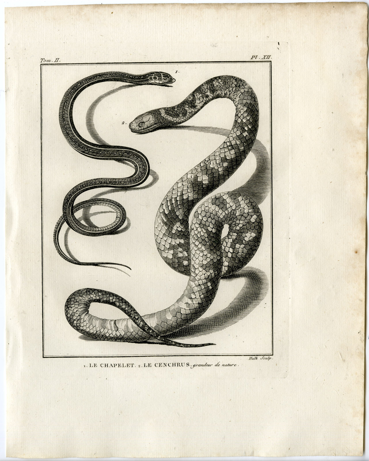 , Snakes-Lacepede-1799, Pictura Antique Prints