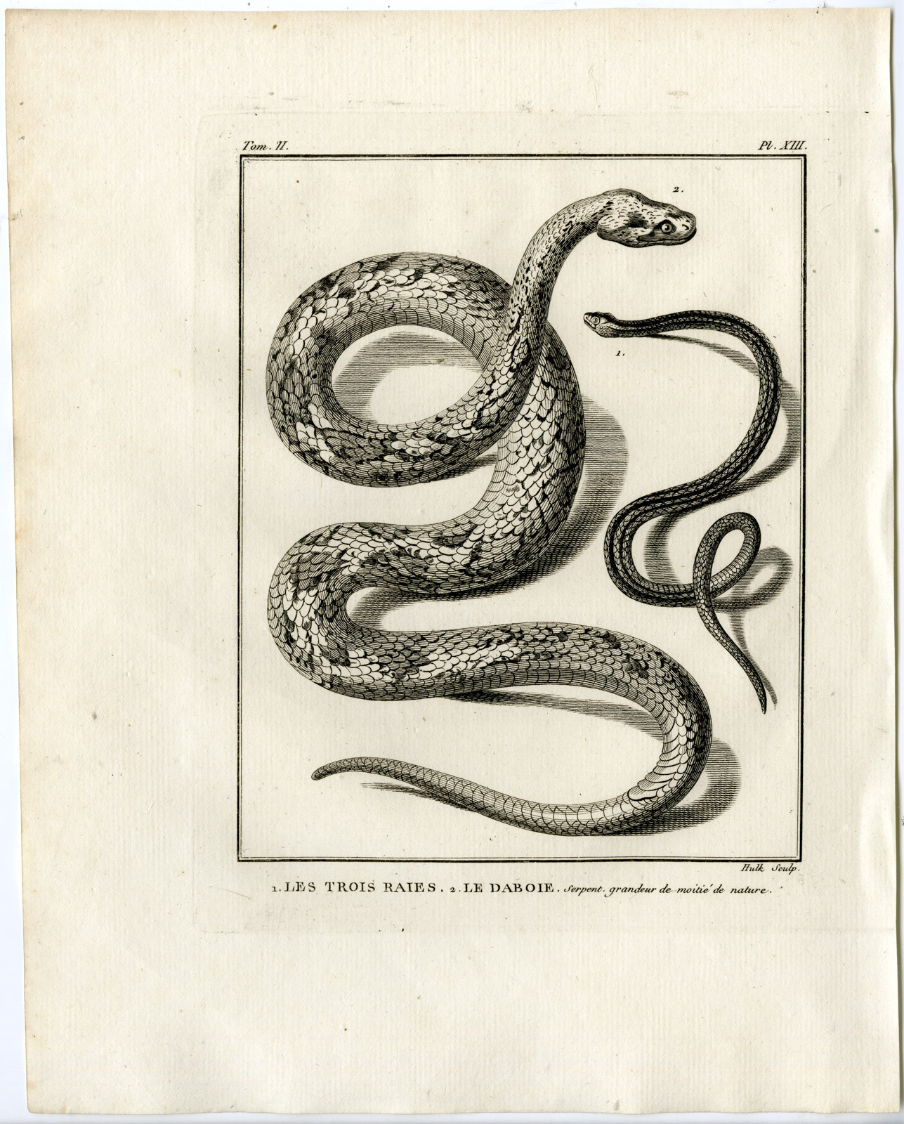 , Snakes-Lacepede-1799, Pictura Antique Prints