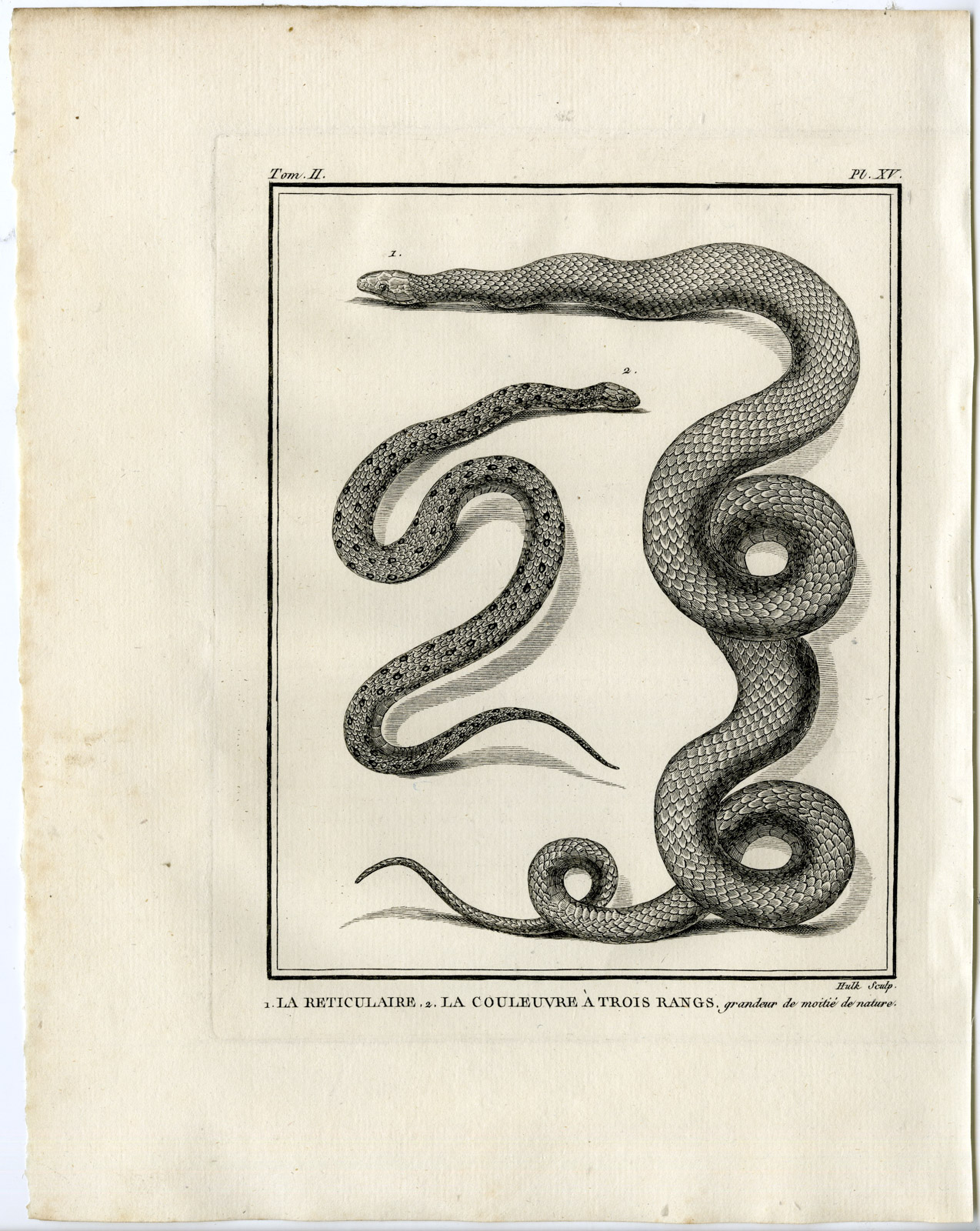 , Snakes-Lacepede-1799, Pictura Antique Prints