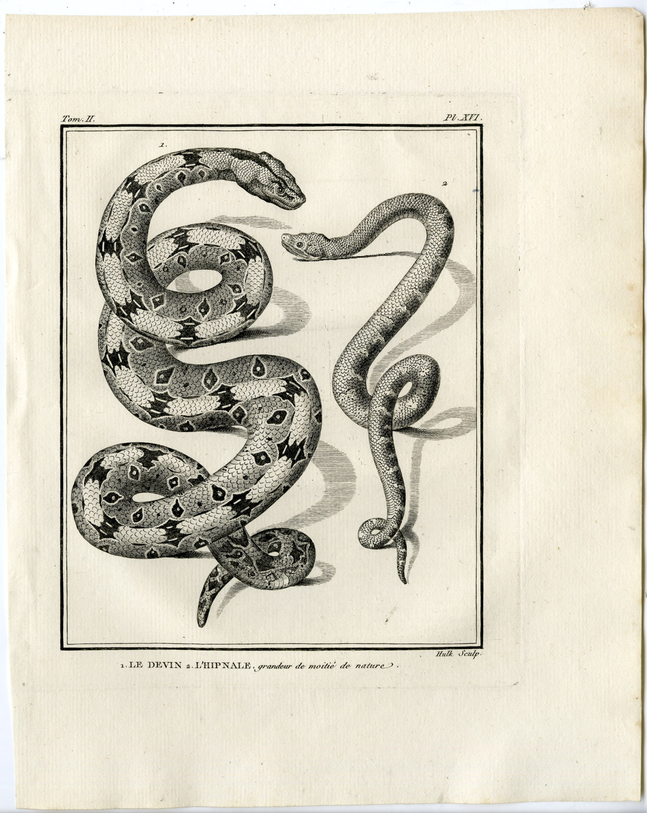 , Snakes-Lacepede-1799, Pictura Antique Prints