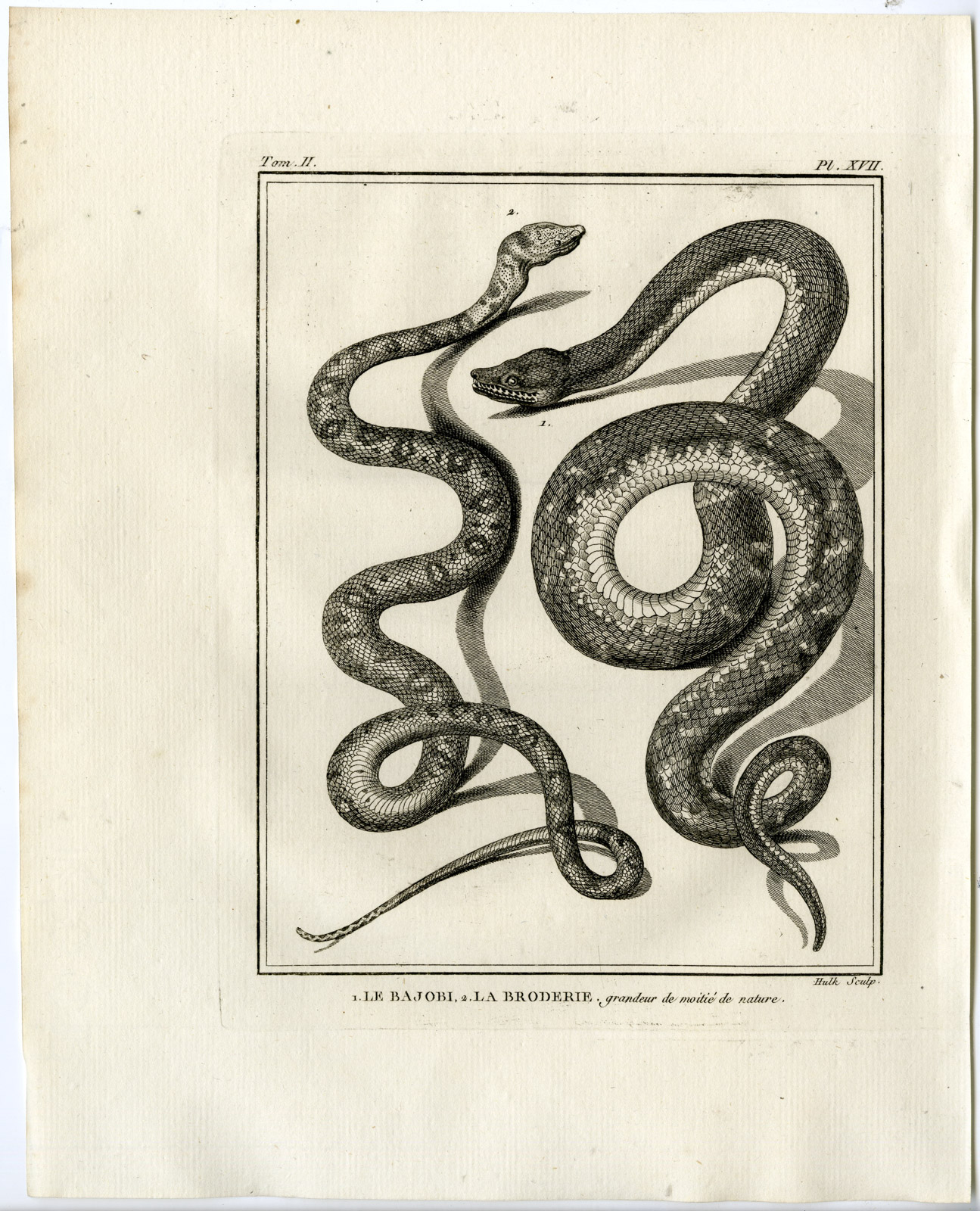 , Snakes-Lacepede-1799, Pictura Antique Prints