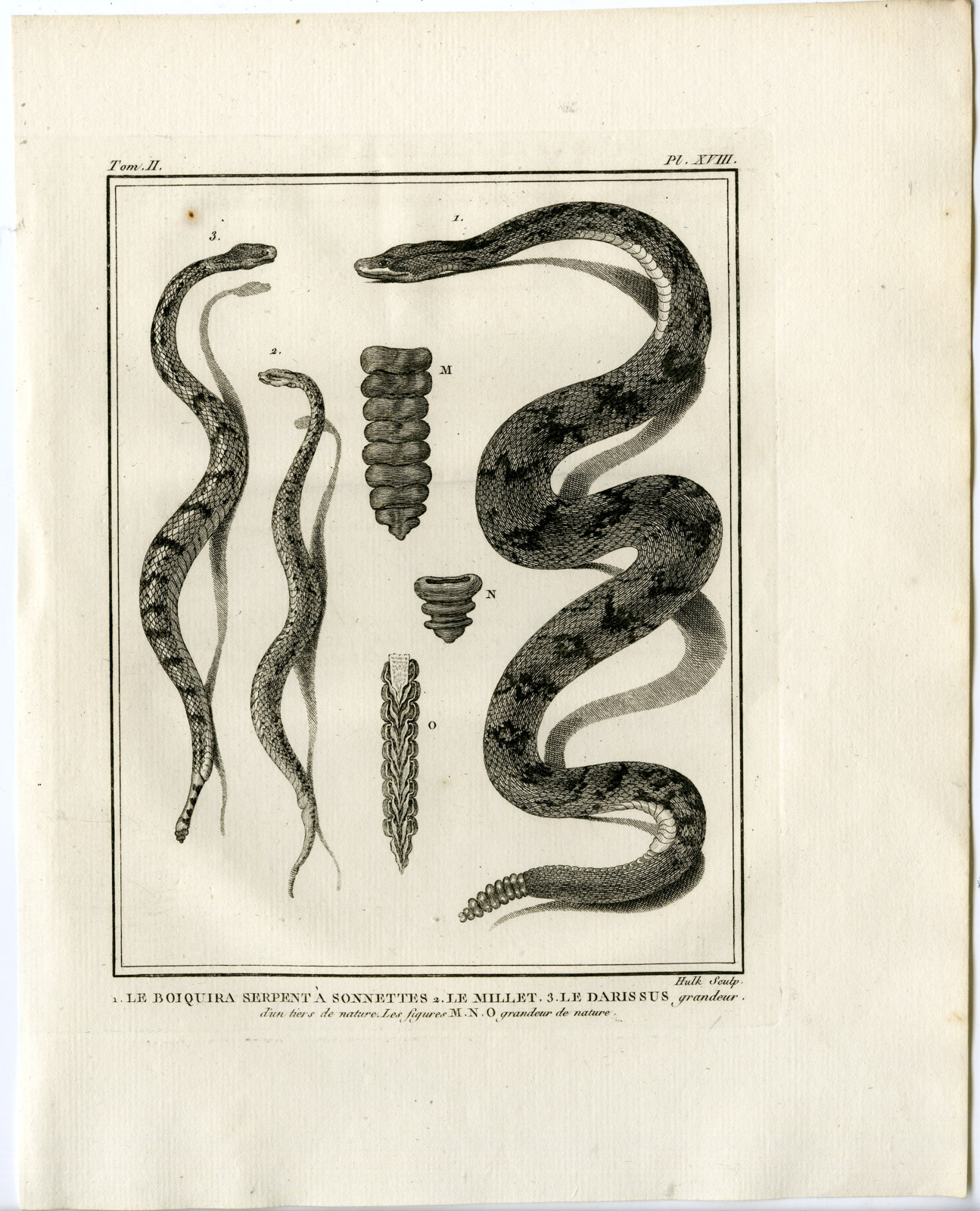 , Snakes-Lacepede-1799, Pictura Antique Prints