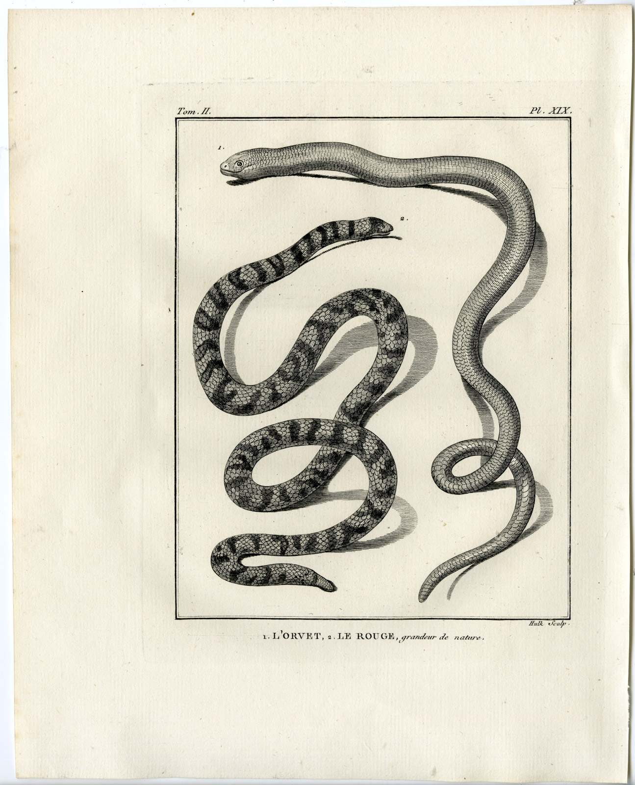 , Snakes-Lacepede-1799, Pictura Antique Prints