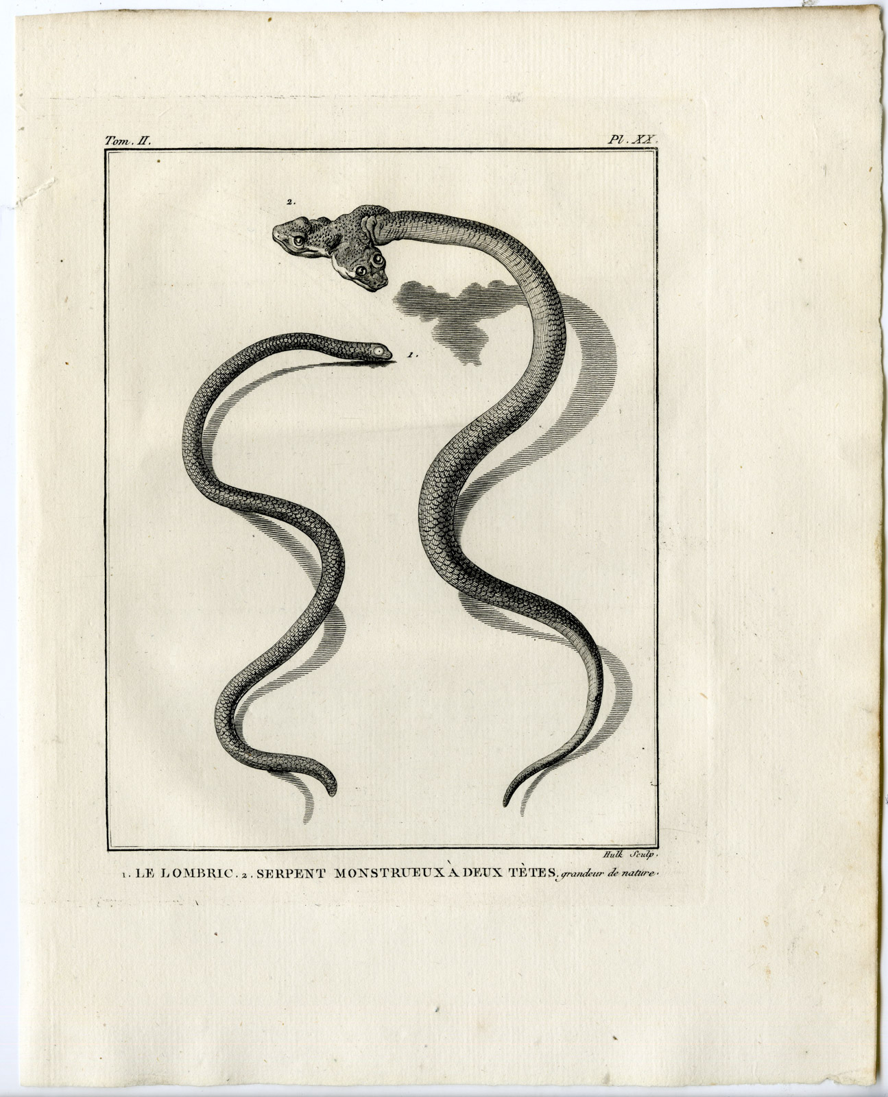 , Snakes-Lacepede-1799, Pictura Antique Prints