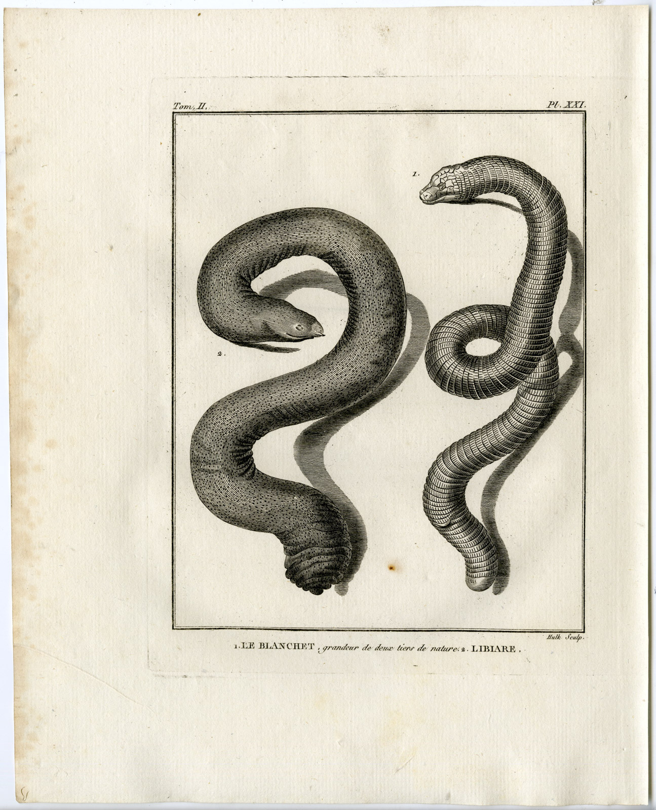 , Snakes-Lacepede-1799, Pictura Antique Prints